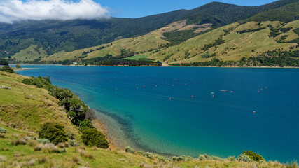 Obraz premium A green lipped mussel farm in the Marlborough Sounds, New Zealand.