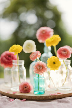 Pastel ranunculus flowers in glass vases with soft spring sunlight
