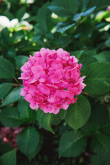 Fototapeta premium Pink hydrangea macrophylla flowers blooming for garden decoration and romantic floral concept