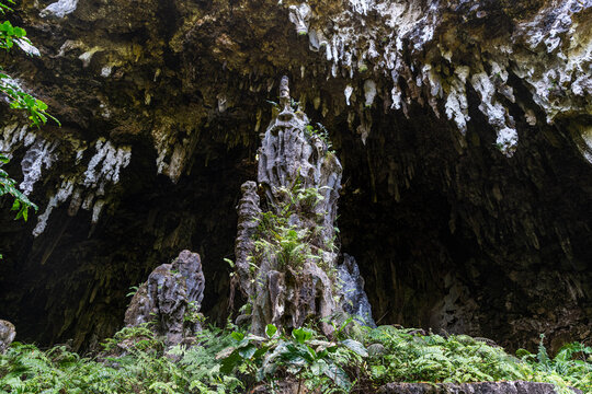 Stalagmites and tropical ferns in A�eo Cave, Rurutu, French Polynesia