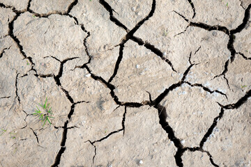 Fototapeta premium Drought conditions have caused the ground to crack, revealing parched earth with minimal grass growth, highlighting an environmental challenge in this arid area.