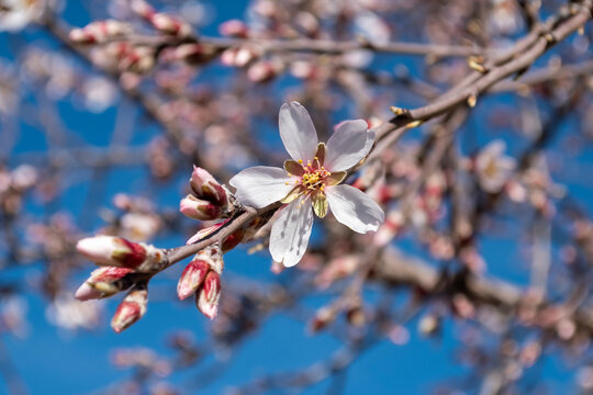 Hermosa flor de almendro en febrero