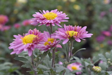 Obraz premium Beautiful Pink chrysanthemum flowers closeup in the winter garden, Closeup of Chrysanthemum flower, Field of the Pink Chrysanthemum, Beautiful Pink flower blooming in nature.