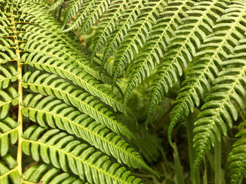 Close-up texture of bright green fern fronds with repeating leaf patterns filling the frame, creating a lush natural background and botanical foliage concept.