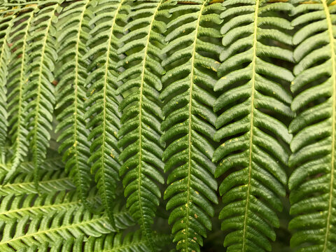 Close-up texture of bright green fern fronds with repeating leaf patterns filling the frame, creating a lush natural background and botanical foliage concept.