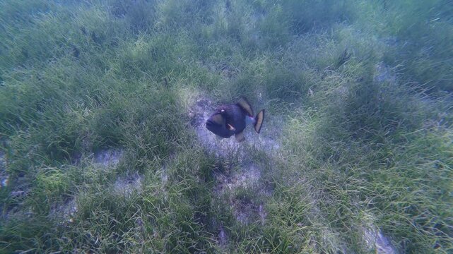 Titan triggerfish swims over a sandy patch in a lush Fiji seagrass meadow