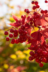 Bright red viburnum berries hang among green leaves, showcasing spring's beauty in a city park. Sunlight highlights the colorful details of this nature setting.