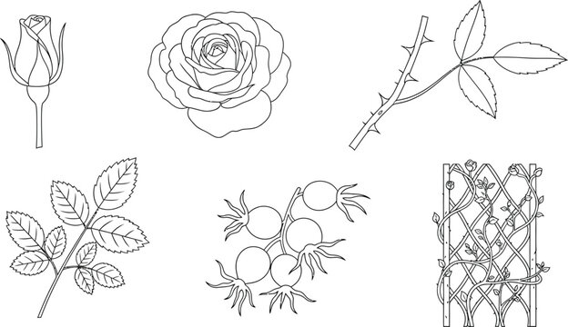 Collection of rose elements including bud bloom stem with thorns leaves rose hips and trellis isolated vector line art for botanical illustration and design