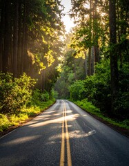 Obraz premium Serene forest road with sunlight filtering through trees