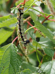 フクラスズメの幼虫