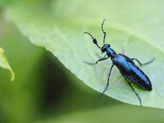 ツチハンミョウ雄