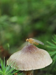 きのこに止まったハエ