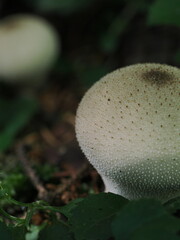 白いとげとげキノコ