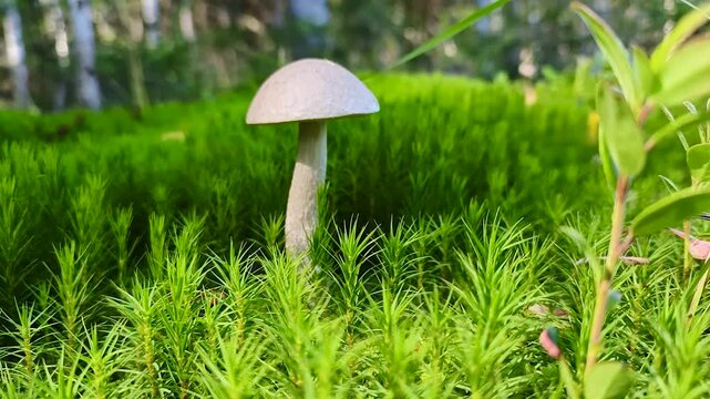 Edible porcini mushrooms grow in the forest