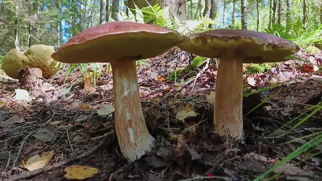 Edible porcini mushrooms grow in the forest