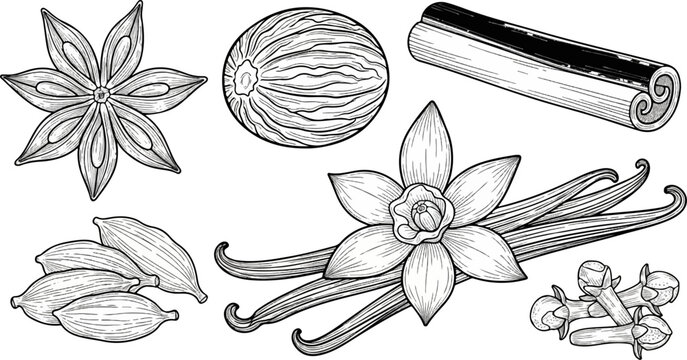 Detailed line art illustration of star anise, nutmeg, cinnamon, vanilla, cardamom, and cloves