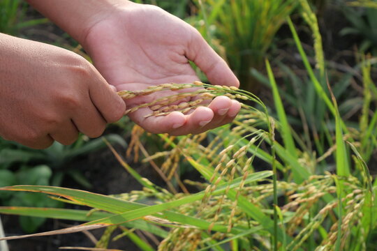 Upland rice grows resiliently on dry fields without standing water irrigation systems.