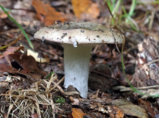 The edible wild mushroom Russula