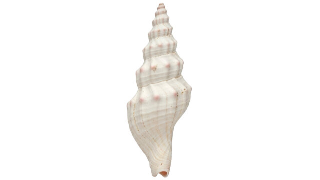 Isolated Turritella Terebra seashell, beige spiral conical shape with natural pattern