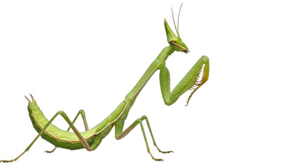 Isolated Praying Mantis in Front View Green Insect with Antennae and Long Body Ready to Strike