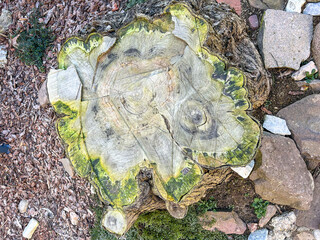 Weathered Tree Stump