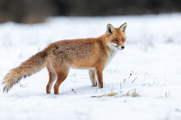 Obraz premium Portrait of red fox in winter meadow with snow, wildlife, Vulpes vulpes, Slovakia