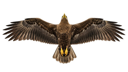 Isolated soaring eagle with outstretched wings and brown feathers in flight or landing