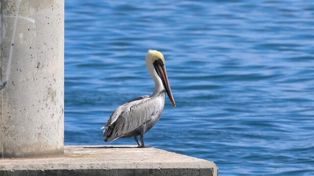 Brown pelican resting on concrete bridge pillar close up view in Florida.