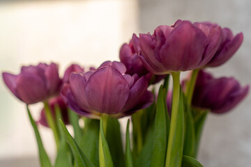 Fototapeta premium Close-up of a beautiful bouquet of purple peony tulips with fresh green leaves on a soft light background.