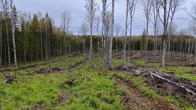 A plot of land with cut down forest