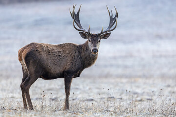 Obraz premium Portrait of the young red deer stag with unique antlers walking through the meadow looking to the camera. Red deer, Cervus elaphus, wildlife, Slovakia.