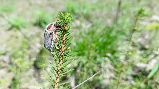 A cockchafer (Melolontha) sits on a spruce tree sapling.