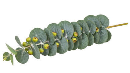 Isolated eucalyptus branch with leaves and gumnuts, Australian native plant, close-up © Fried