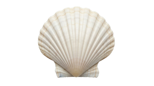 Isolated scallop shell, detailed texture. Great for nature and sea themes and concepts