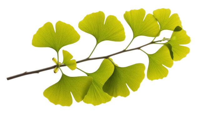 Isolated branch of ginkgo biloba tree with green leaves, a symbol of longevity and hope
