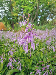 Naklejka premium Close-up shot of a dense bed of Hosta plants in bloom. Lush green leaves and tall stalks bearing delicate, trumpet shaped lilac flowers