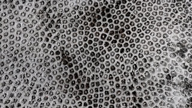 Fossilized coral reef skeleton texture background on the rock