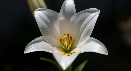Obraz premium White lily flower with six petals on a dark background