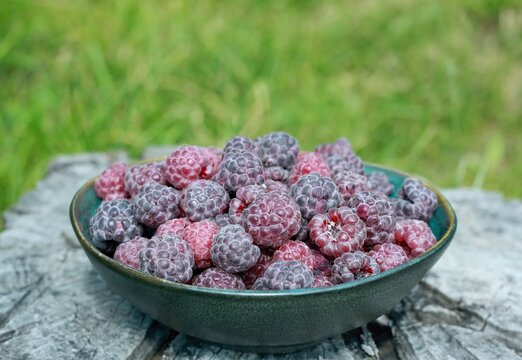 Purple raspberries, lat. Rubus hybridus Glen Coe on a stump in the garden. Detail of a bowl full of ripe raspberries against natural background.
