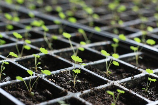 Young seedlings of Alps strawberries in reusable plastic tray. Sprouts of wild Fragaria vesca cultivated  at home from seeds.