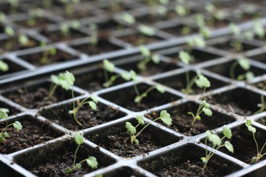 Young seedlings of Alps strawberries in reusable plastic tray. Sprouts of wild Fragaria vesca cultivated  at home from seeds.