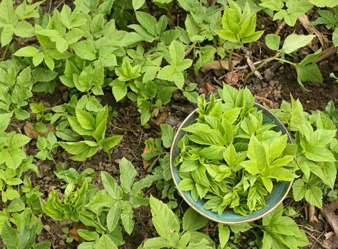 Aegopodium podagraria, commonly called ground elder or bishop&acute;s weed in a bowl. It is used as food and  in traditional medicine for painful joints.