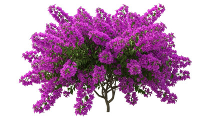 Isolated bougainvillea shrub with purple blossoms, outdoor floral bloom in spring season