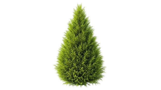 Isolated decorative green bush for design, small evergreen plant, ornamental shrub