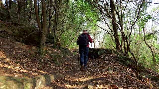 A man hiking in the primeval forest stops halfway to admire the big trees above his head.