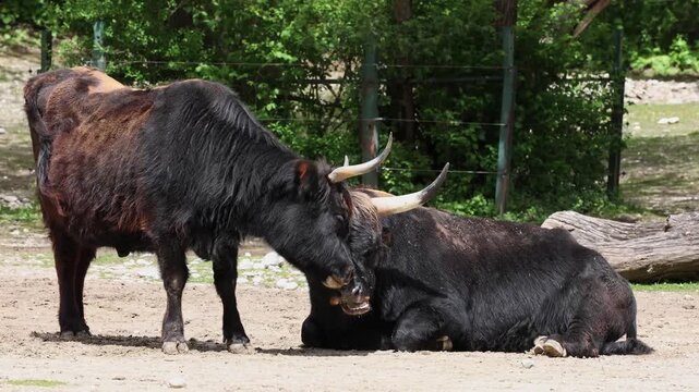 Heck cattle, Bos primigenius taurus, claimed to resemble the extinct aurochs. Domestic highland cattle