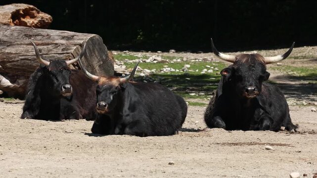 Heck cattle, Bos primigenius taurus, claimed to resemble the extinct aurochs. Domestic highland cattle