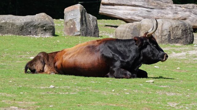 Heck cattle, Bos primigenius taurus, claimed to resemble the extinct aurochs. Domestic highland cattle