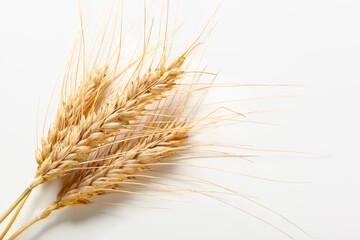 Naklejka premium Wheat stalks arranged neatly on a white background for display and study purposes