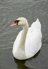 Portrait of a white swan on the water. Close-up of the bird.
